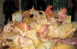Gia súc, gia cầm nhập lậu bị bắt giữ, tịch thu: Được phát mại nếu không có bệnh
