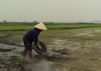 Lúa chết yểu vì gieo sạ sai kỹ thuật