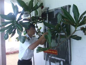 Bộ đội đảo "tắm" cho cây
