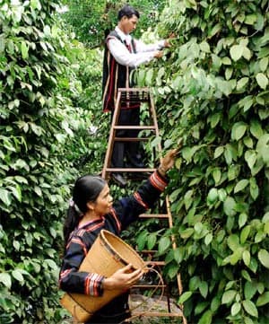 Gia Lai bứt phá