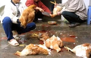 Gà nhiễm cúm, đem cho nhau... giết thịt