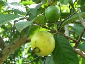 Nặng tình ơi mảnh vườn quê!
