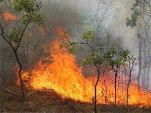 Cháy rừng nghiêm trọng ở nhiều nơi