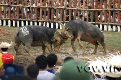 Hội chọi trâu Hải Lựu