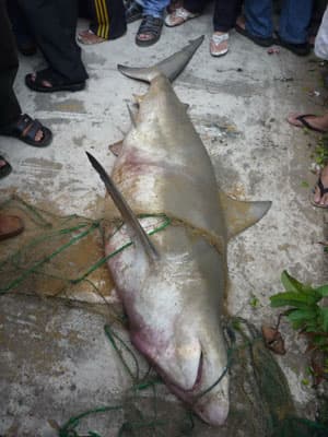 Bình Định bắt được cá mập nghi cắn người