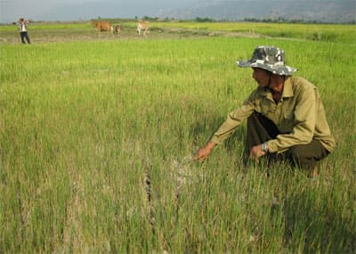 Đắc Lắc đối mặt với khô hạn