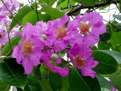 Sắc tím bằng lăng