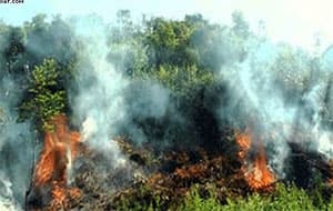 Kịp thời dập tắt cháy rừng, bảo vệ tài sản