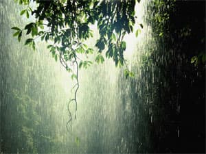 Nguy cơ cháy rừng đã giảm đáng kể