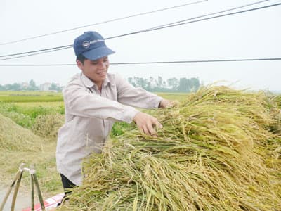 Rộn ràng ngày mùa