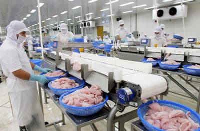 Sản lượng cá tra xuất khẩu tăng gần 20%