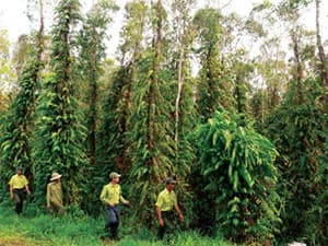 Xây dựng hàng nghìn tổ, đội quần chúng bảo vệ rừng