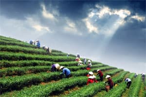Nông sản xuất khẩu được giá cao