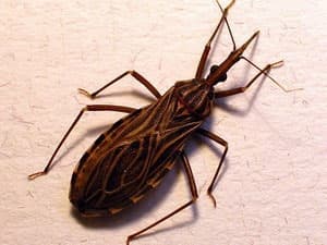 Bọ xít hút máu ở Việt Nam không gây bệnh Chagas