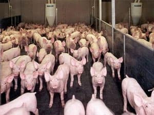 Virus H5N1 biến đổi có thể lây từ lợn sang người