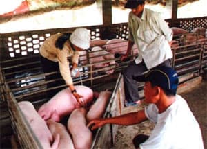 Dịch heo tai xanh có xu hướng lan rộng
