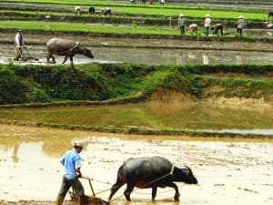 Tăng lượng xả nước phục vụ đổ ải vụ đông xuân 2011