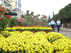 Đồng bằng sông Cửu Long: Hoa cảnh tết được giá