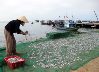Ngư dân trúng đậm mùa cá cơm