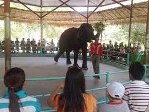 Voi diễn xiếc giẫm chết một bé gái tại tỉnh Lào Cai