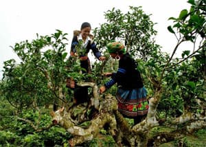 Đi trong hương chè cổ thụ