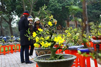 Phấn đấu tăng gần gấp đôi tổng thu nhập từ sản xuất sinh vật cảnh