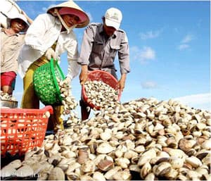 Phát triển bền vững nghề nuôi nghêu ở Tiền Giang