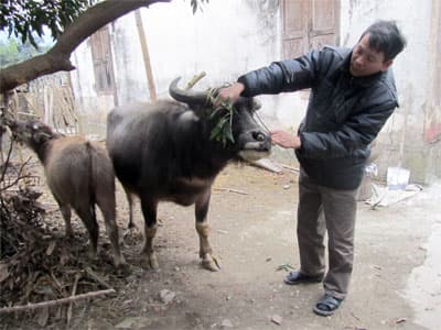 Xóm Cạn bán chạy trâu ốm