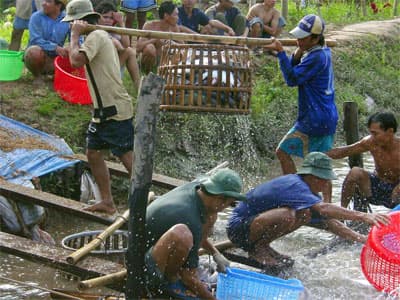 Cá tra tiếp tục “đội giá” và tình trạng khan hiếm còn kéo dài