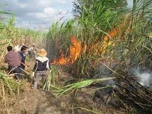Hàng trăm hécta mía bị cháy, thiệt hại 13 tỷ đồng