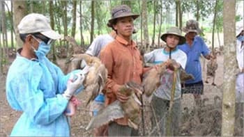 Hơn 310 tỷ đồng tiêm vắc-xin phòng cúm gia cầm