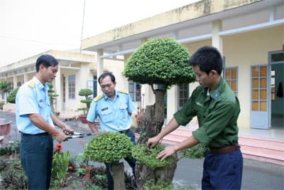 Thưởng “bon sai”