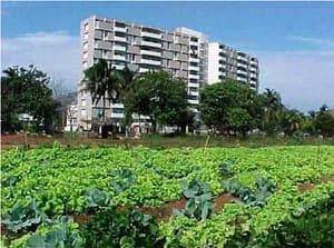 Cu-ba: Thách thức lớn của ngành nông nghiệp