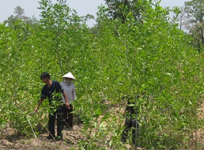 Sớm hỗ trợ nhằm ổn định cuộc sống cho nhân dân vùng biên giới Ea Súp