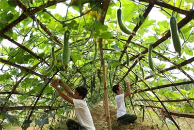 Chọn chi bộ yếu để làm… điểm