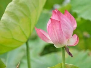 Sen hồng dẫn đầu danh sách bình chọn Quốc hoa