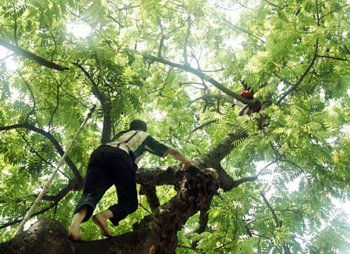 Hà Nội mùa trẩy sấu
