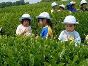 Nhật Bản cấm xuất trà nếu phát hiện chất phóng xạ