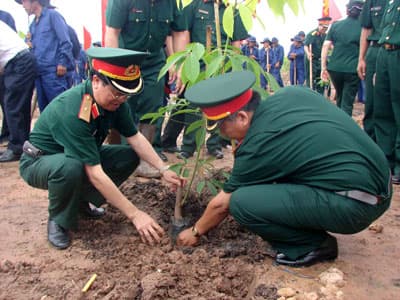 Trồng mới trên 6.133 ha cao su năm 2011
