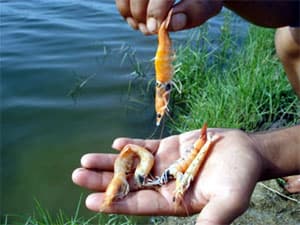 Tìm nguyên nhân tôm chết hàng loạt ở Đồng bằng sông Cửu Long