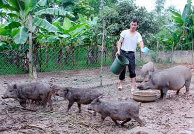 Nuôi lợn rừng mang lại hiệu quả kinh tế cao