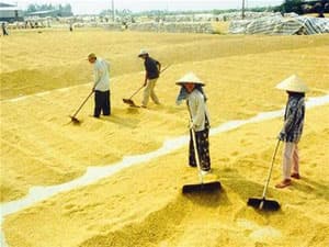 ĐBSCL: Lúa, mía rớt giá