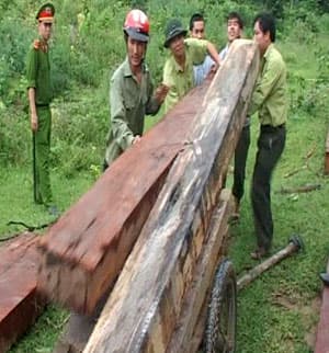 Lâm tặc rải đinh…bẫy ô tô của kiểm lâm