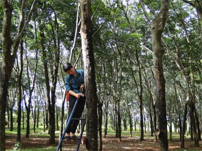 Cao su ở xứ Bình Long