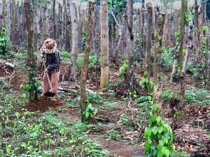 Cây tiêu ở Gia Lai chết hàng loạt, gây thiệt hại lớn
