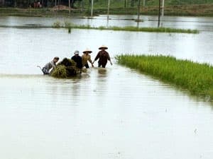 Xuất hiện lũ dị thường mùa đông trên sông Hồng