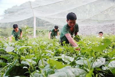 Trồng rau ở đảo Mê