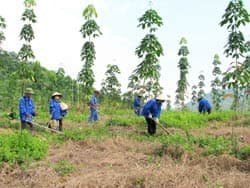 Tiềm năng "vàng trắng"