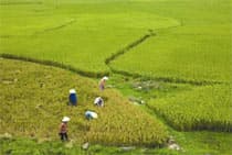 Phát triển trồng lúa cho những vùng khó khăn