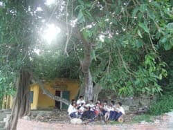 Cây đa và ca khúc đảo quê hương